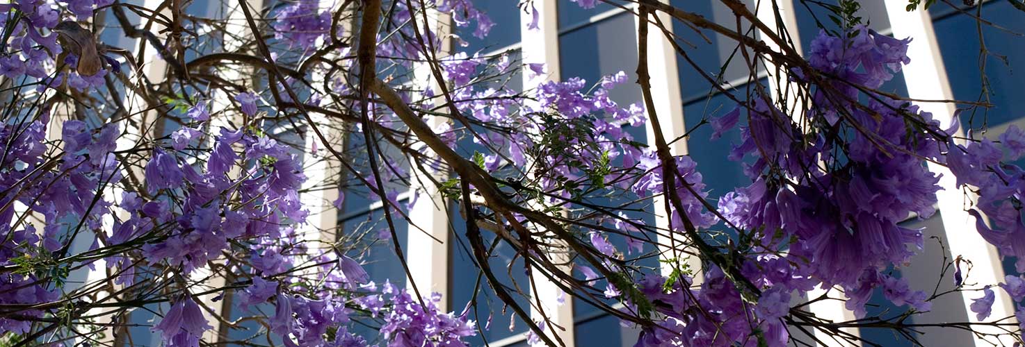 Photo of tree in bloom outside offices of keegin harrison