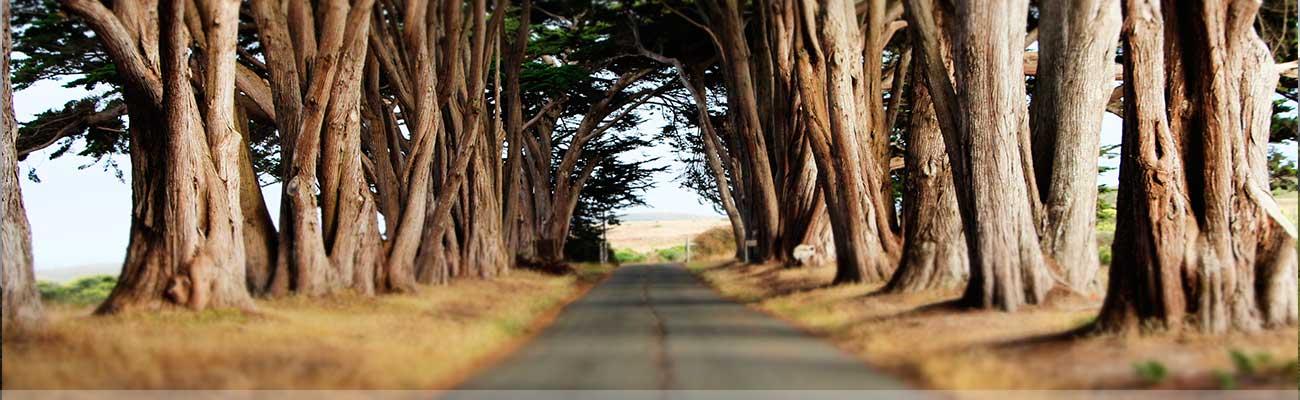 Photo of tree-lined lane