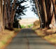 small image of lane lined with trees